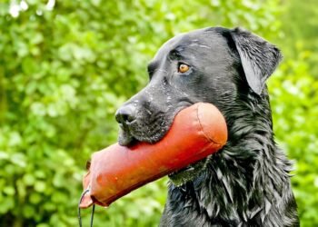 Pawsitively Perfect: Unleashing Your Dog’s Potential at the Best Dog School Near You