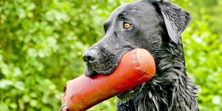 Pawsitively Perfect: Unleashing Your Dog’s Potential at the Best Dog School Near You