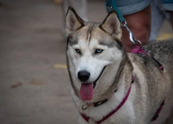 Ultimate Strength: The Heavy Duty Dog Leash Built to Last