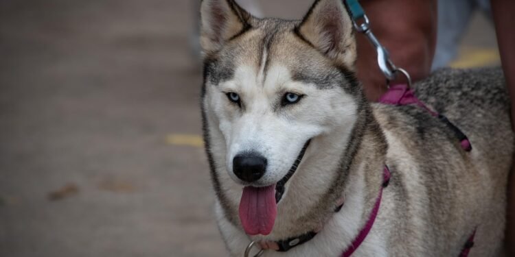 Ultimate Strength: The Heavy Duty Dog Leash Built to Last