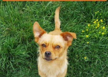 5 Popular Dog Myths Debunked