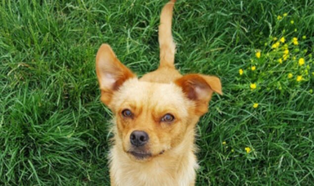 5 Popular Dog Myths Debunked