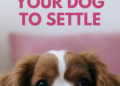 How To Teach Your Dog to Settle Down