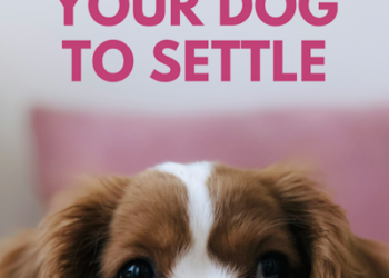 How To Teach Your Dog to Settle Down