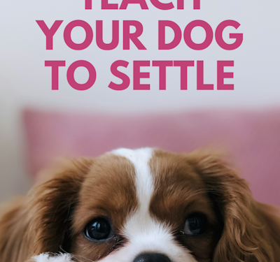 How To Teach Your Dog to Settle Down