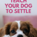 How To Teach Your Dog to Settle Down
