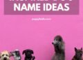 300 Food Inspired Dog Names