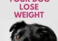 5 Ways to Help Your Dog Lose Weight