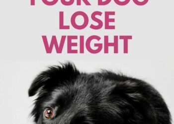 5 Ways to Help Your Dog Lose Weight
