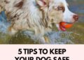 5 Tips for Keeping Your Dog Safe in Summer