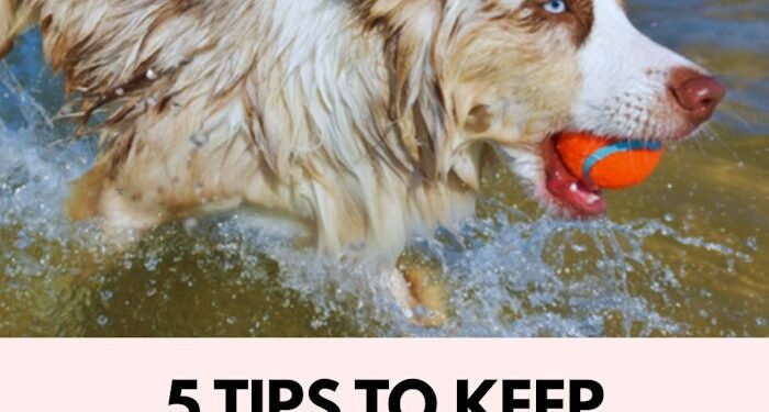 5 Tips for Keeping Your Dog Safe in Summer