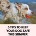 5 Tips for Keeping Your Dog Safe in Summer