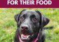 5 Benefits of Having Your Dog Work For Their Food