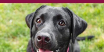 5 Benefits of Having Your Dog Work For Their Food