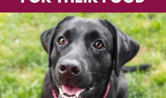 5 Benefits of Having Your Dog Work For Their Food