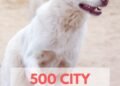 500 City Names For Dogs