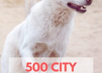 500 City Names For Dogs
