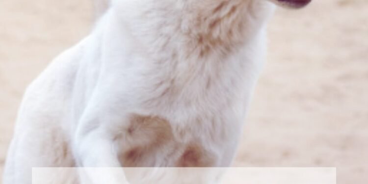 500 City Names For Dogs