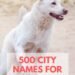 500 City Names For Dogs