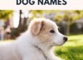 500 Common Dog Names