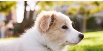 500 Common Dog Names