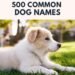 500 Common Dog Names