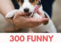 300 Funny Dog Names