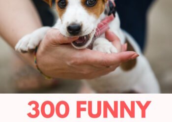 300 Funny Dog Names