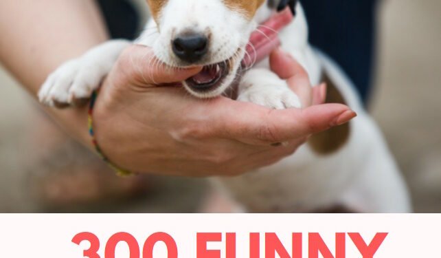 300 Funny Dog Names