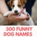 300 Funny Dog Names