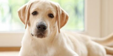 500 Mythology Inspired Dog Names