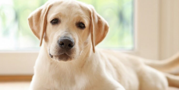 500 Mythology Inspired Dog Names