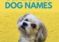 300 Superhero Inspired Dog Names
