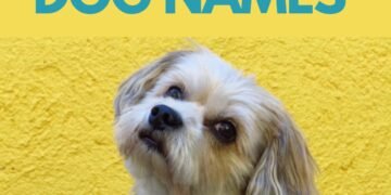 300 Superhero Inspired Dog Names