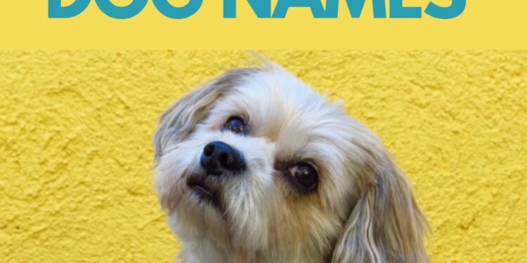 300 Superhero Inspired Dog Names