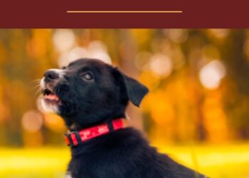 500 African Dog Names