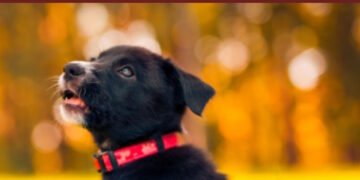 500 African Dog Names