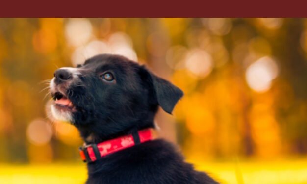 500 African Dog Names