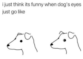 Why Do Dogs Give The Side Eye