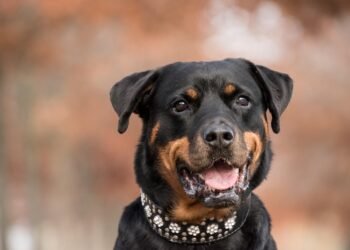 The Power of Control: Unleashing the Potential of Dog Chains