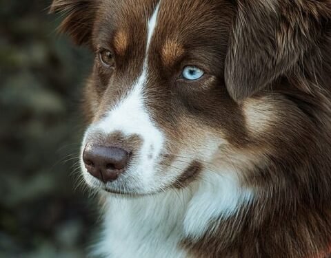 Tailored Tails: The Ultimate Guide to Custom Dog Collars