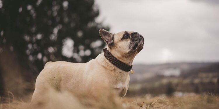 Accessorize in Style: The Ultimate Guide to Adorable Dog Collars