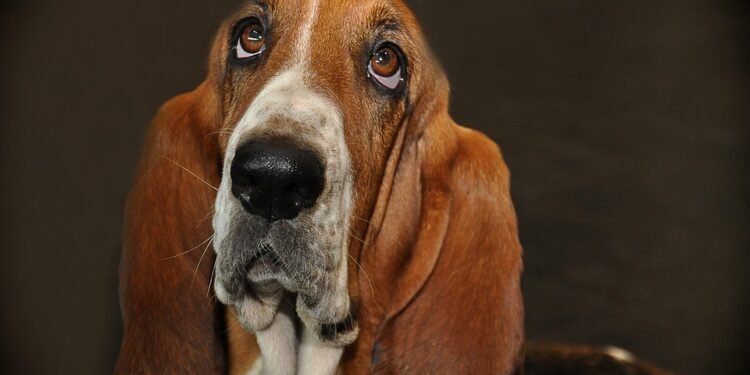 Paws & Plates: Dining at the Best Dog-Friendly Restaurants in Town