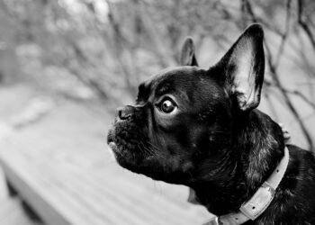 Pawsitively Personalized: The Ultimate Guide to Choosing a Dog Collar with Name