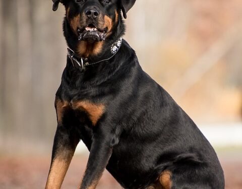 Tiny Treasures: The Ultimate Guide to Small Dog Collars