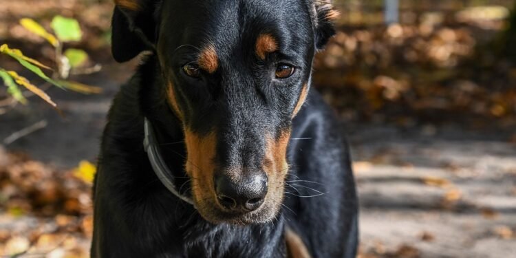 Enhance Your Canine Companion’s Training with the Ultimate Tactical Dog Collar