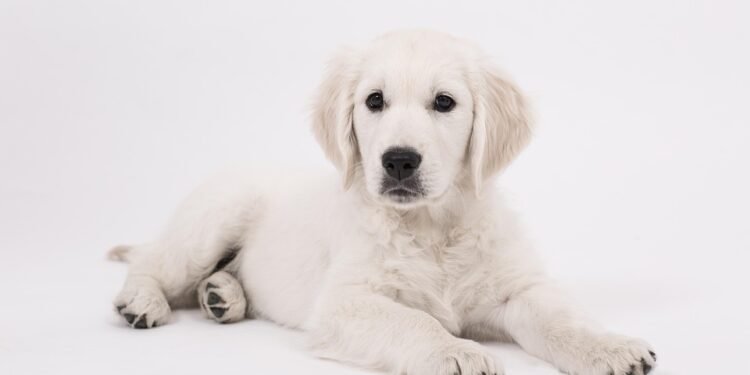 Unleash Fun: Discover the Best Dog-Friendly Parks Near You!