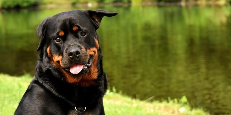 Discover the Ultimate Dog-Friendly Paradise: Resorts Near You!