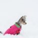 Stay Warm and Stylish: The Ultimate Guide to Puppy Sweaters