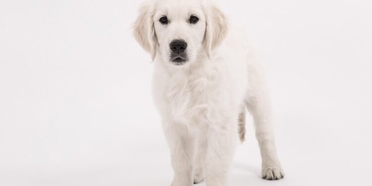 Discover the Perfect Spot: Unleashing the Best Place to Walk Your Dog Near You